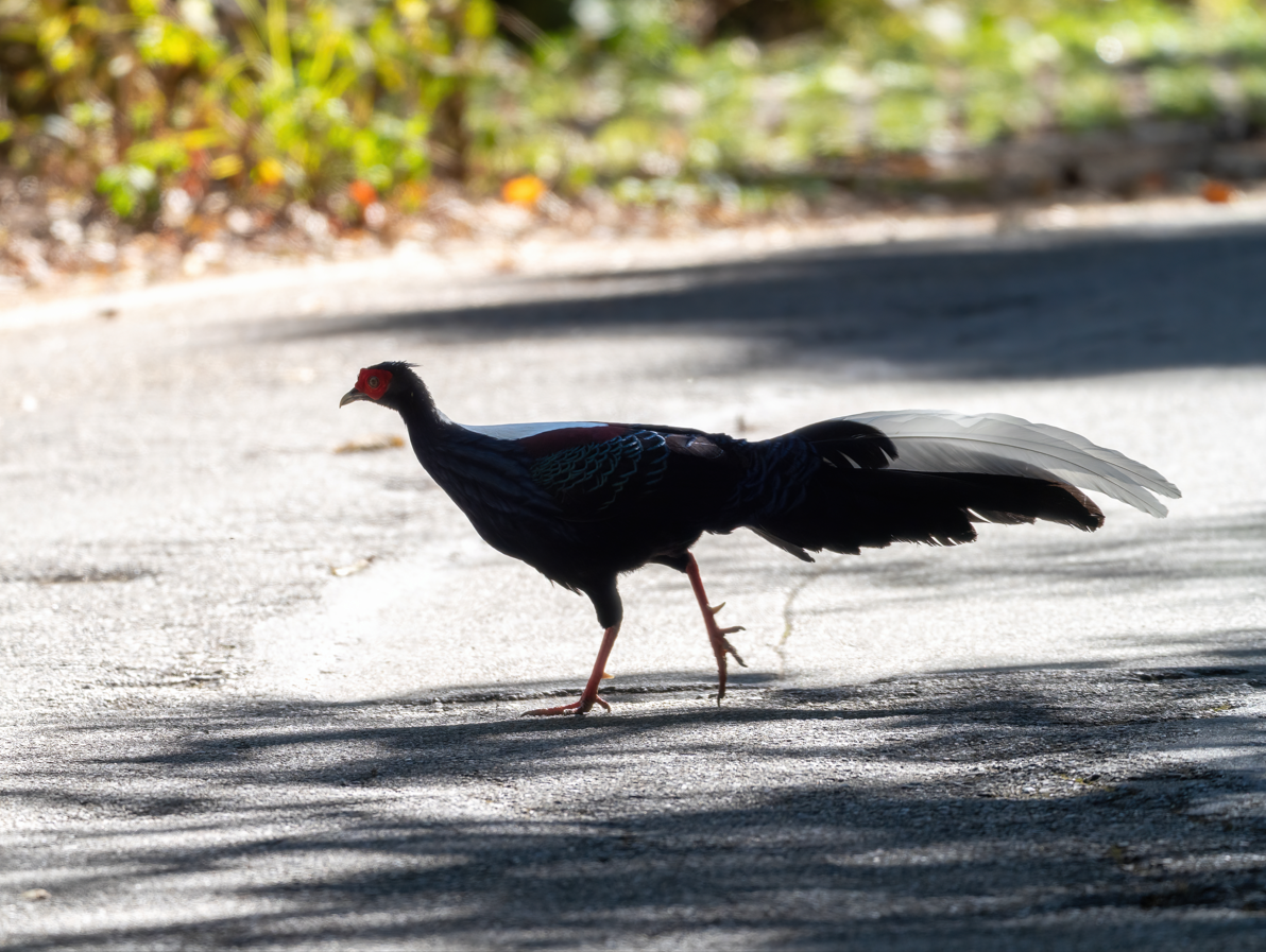 Тайваньский фазан - ML646818381