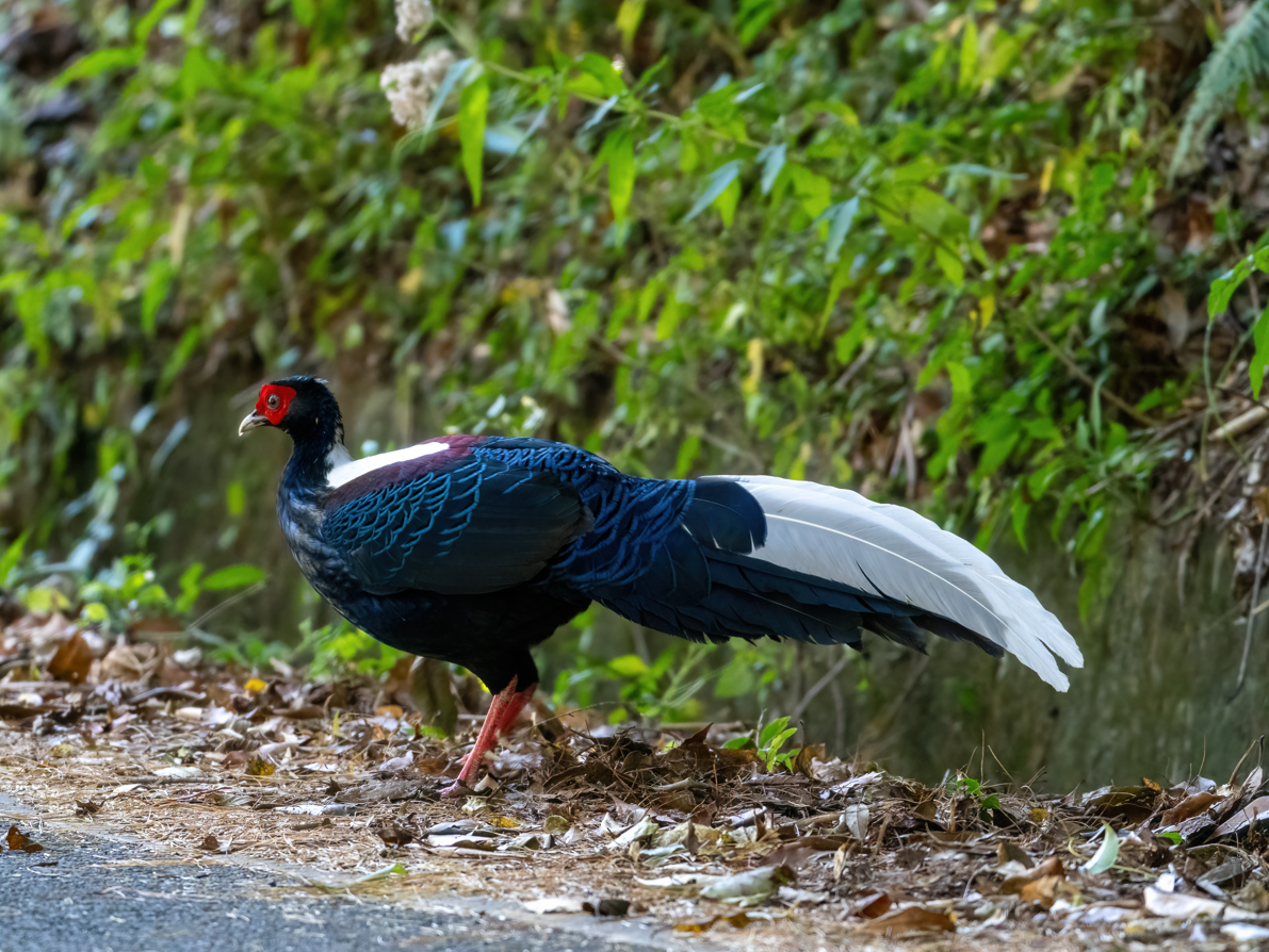 Тайваньский фазан - ML646818382