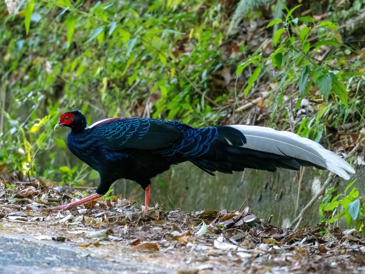 Тайваньский фазан - ML646818383