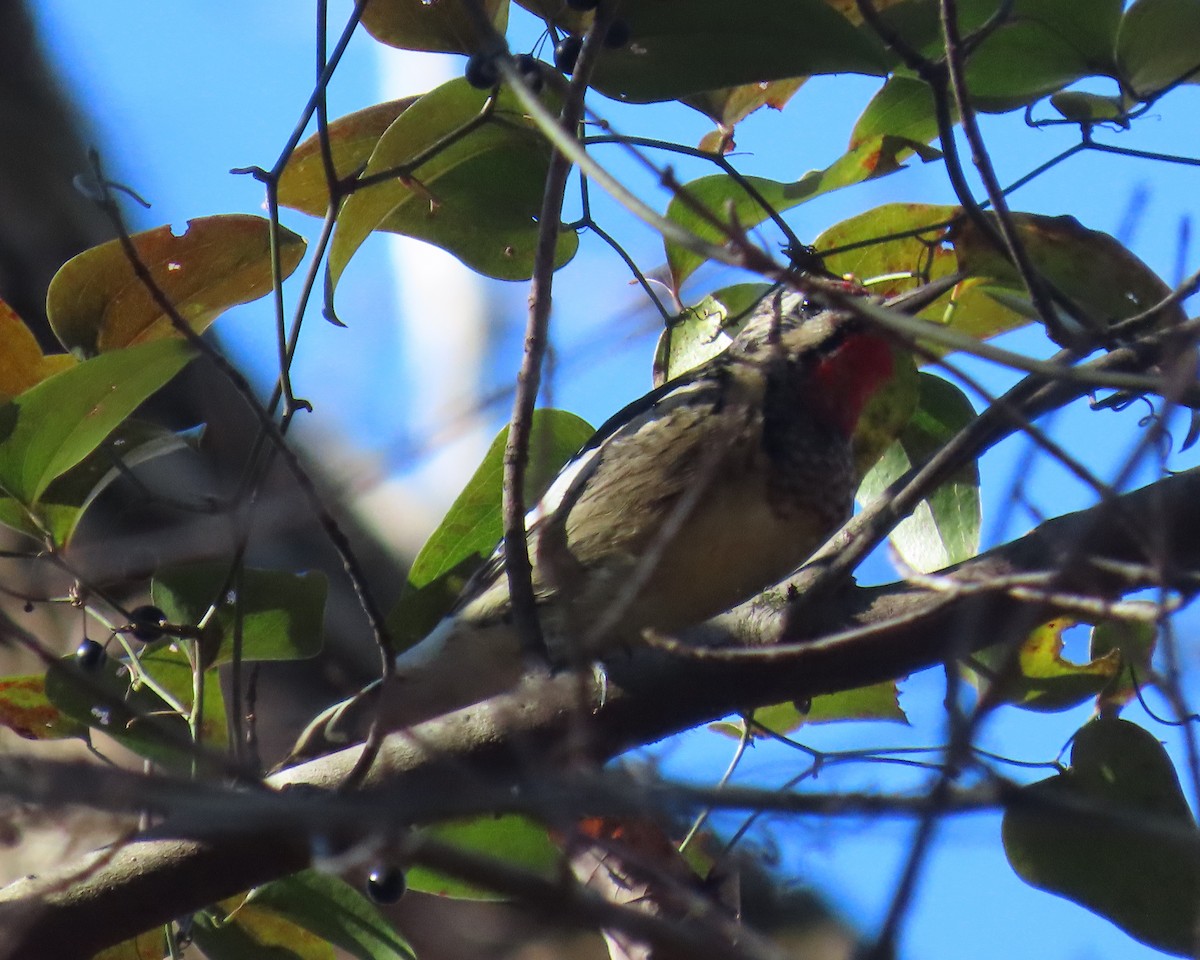 Yellow-bellied Sapsucker - ML646818385