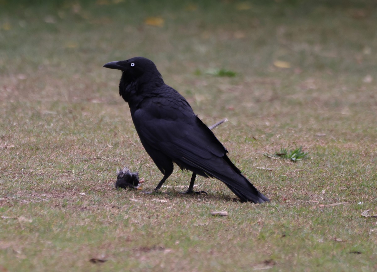 Австралийский ворон - ML646818387