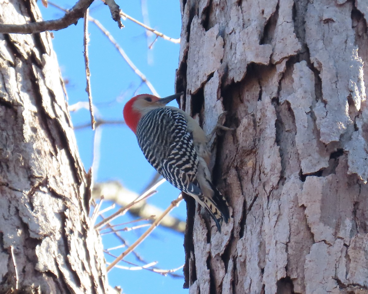 Red-bellied Woodpecker - ML646818401