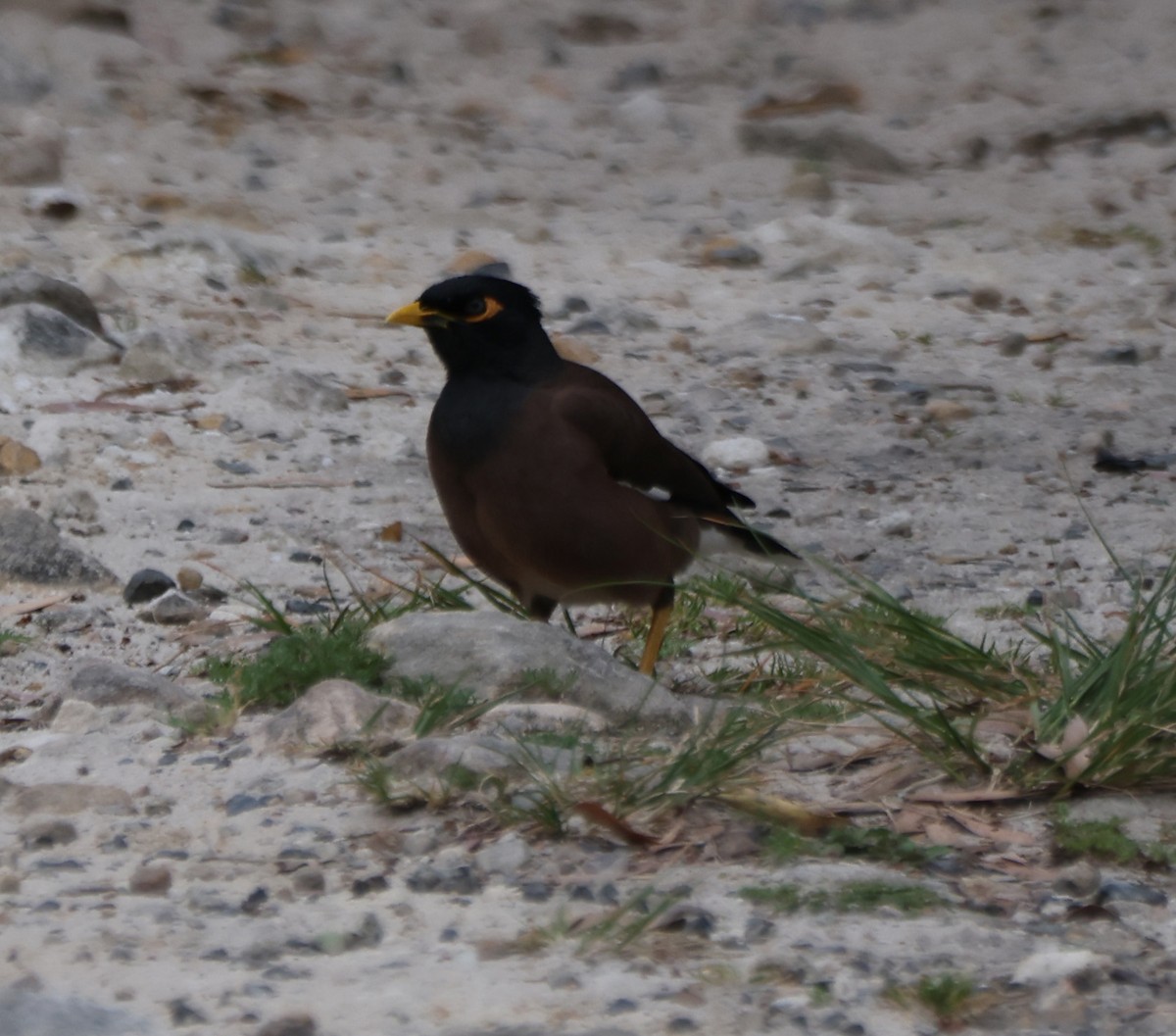 Майна - ML646818407