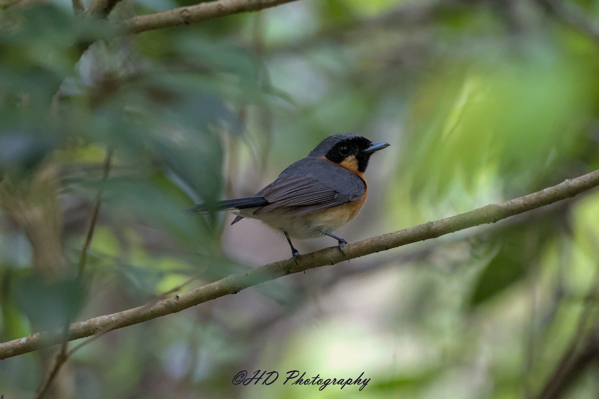 Australian Spectacled Monarch - ML646818419