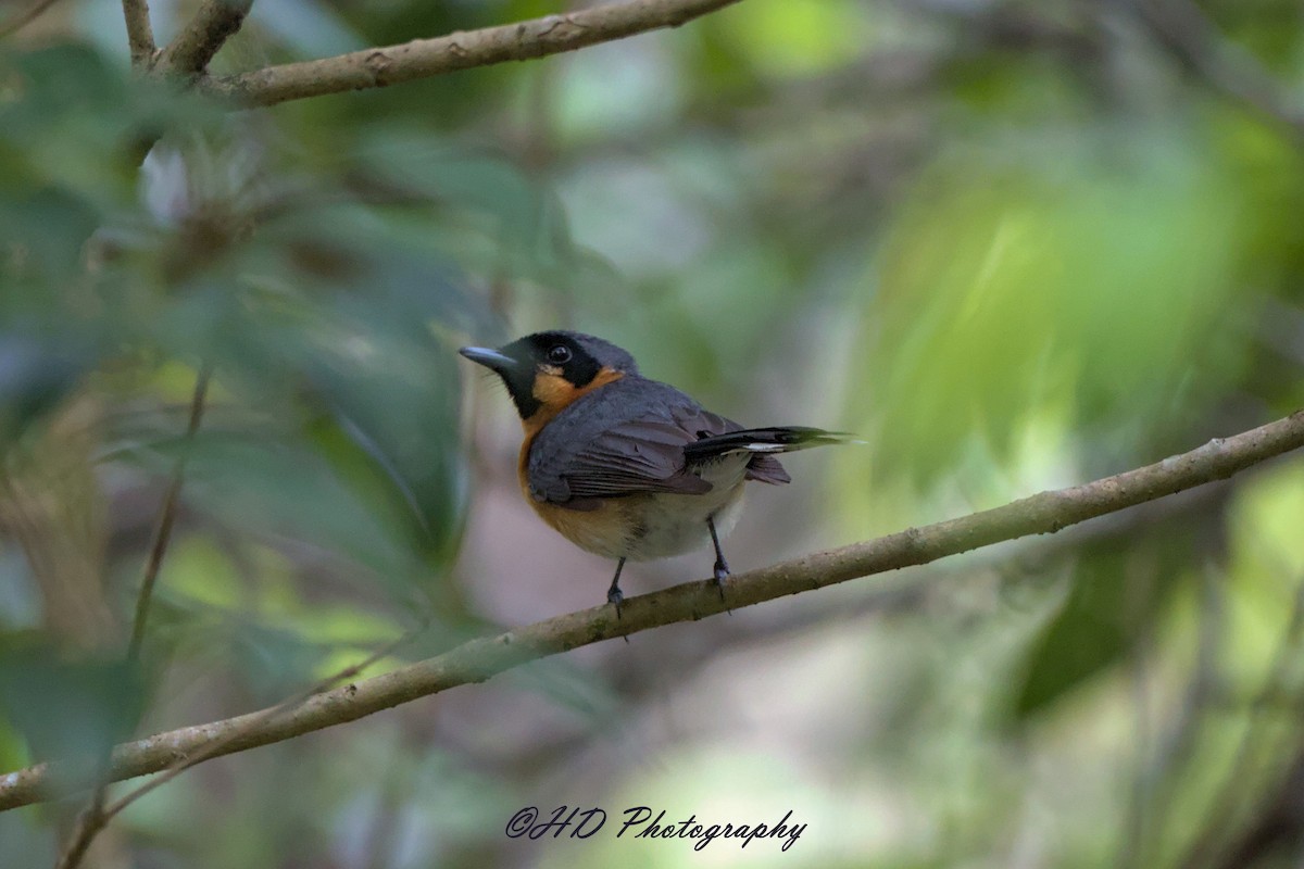Australian Spectacled Monarch - ML646818420