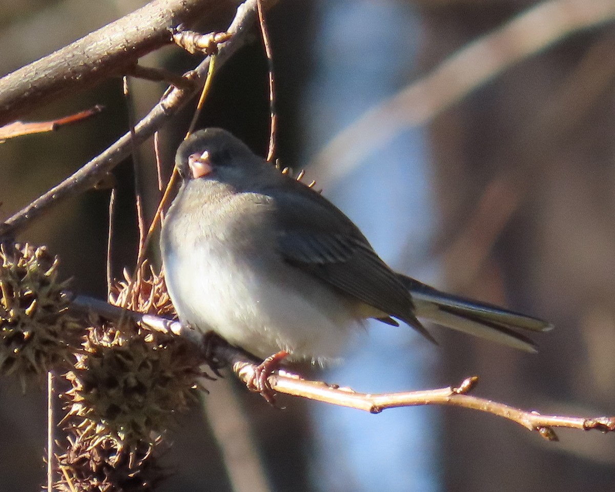 Dark-eyed Junco - ML646818421