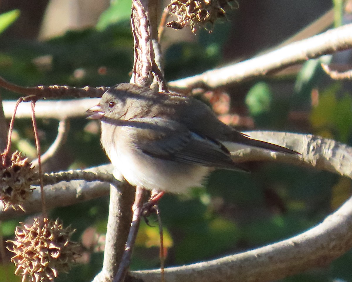 Dark-eyed Junco - ML646818422