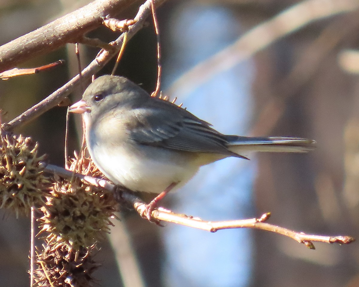 Dark-eyed Junco - ML646818423