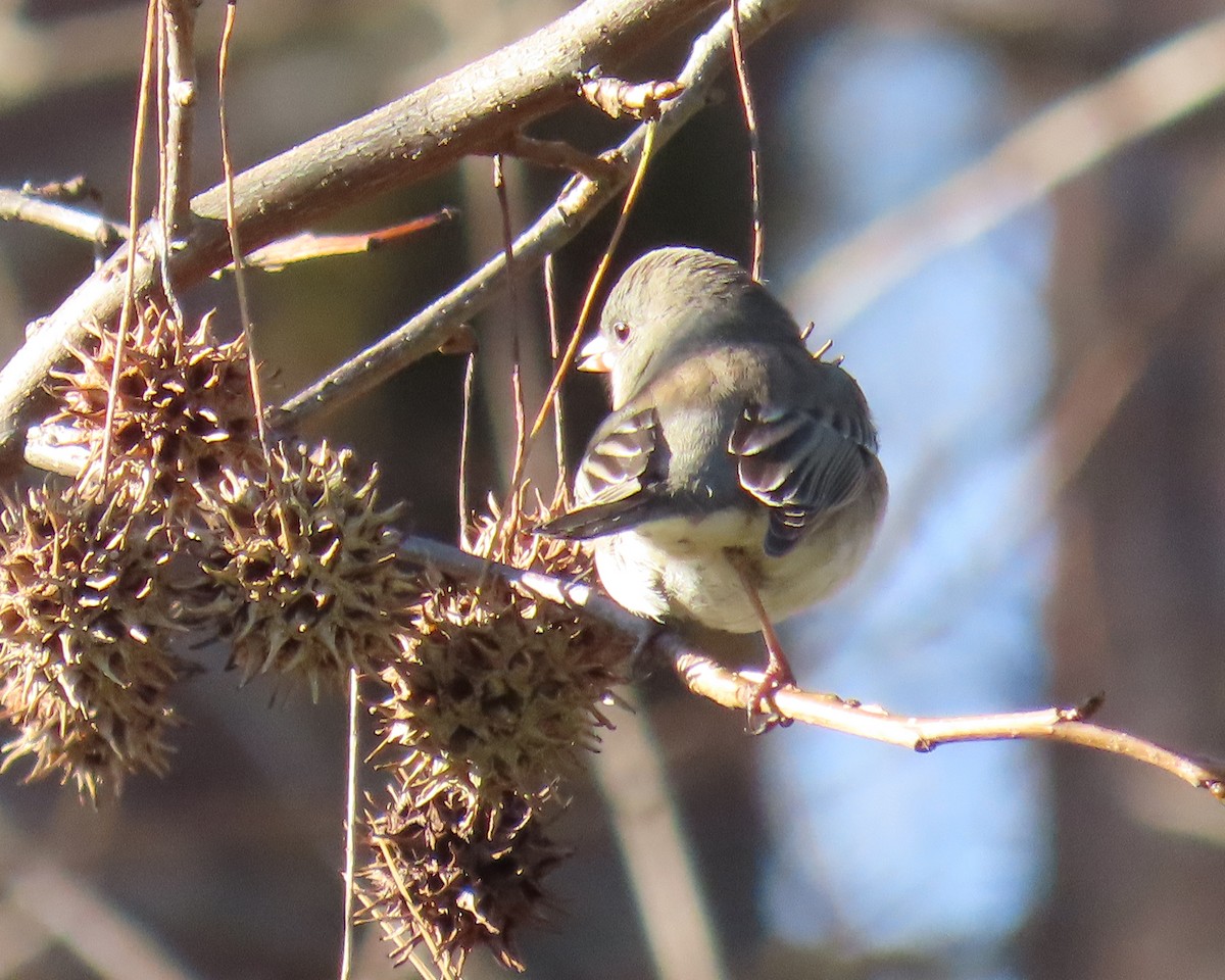 Dark-eyed Junco - ML646818424