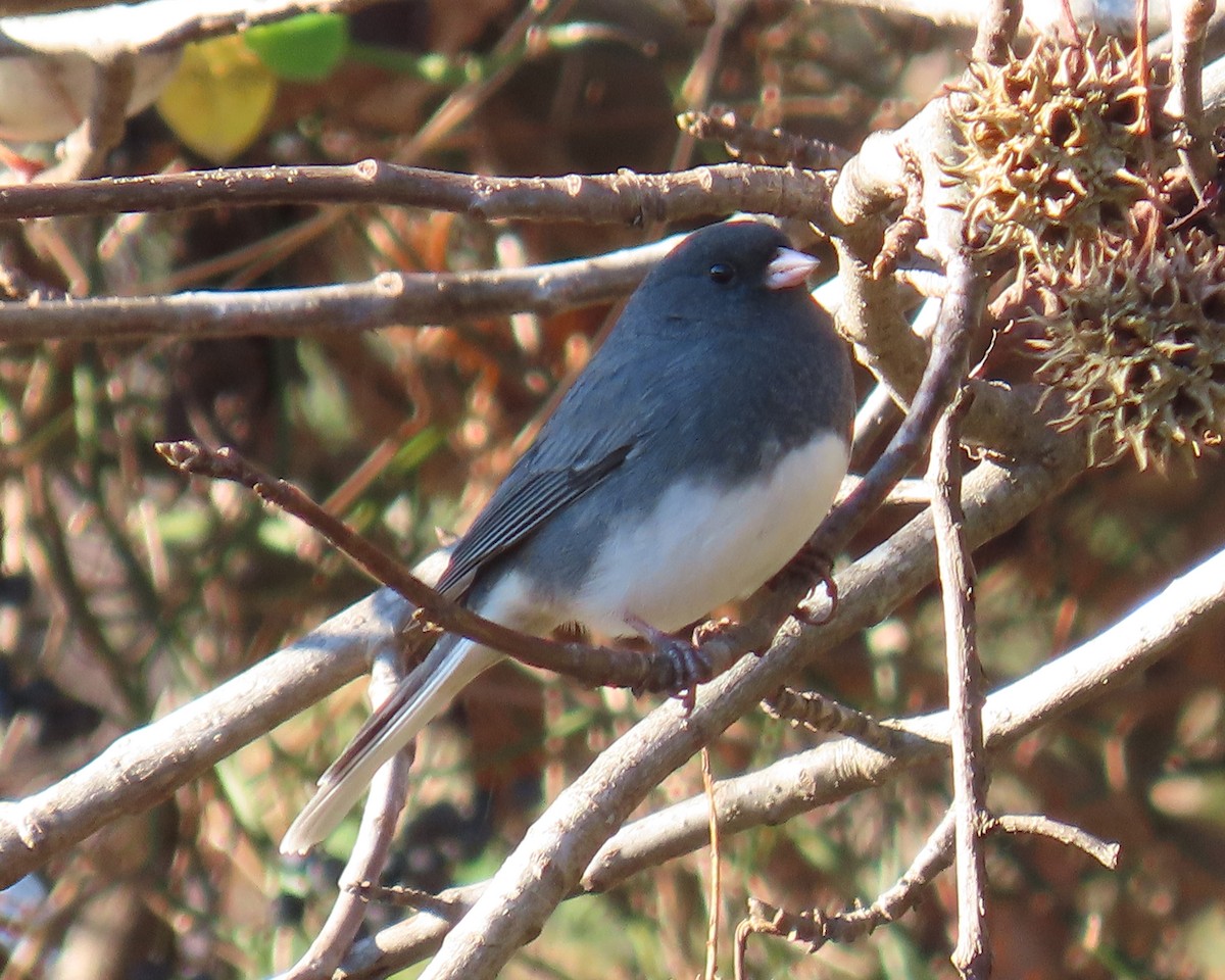 Dark-eyed Junco - ML646818425