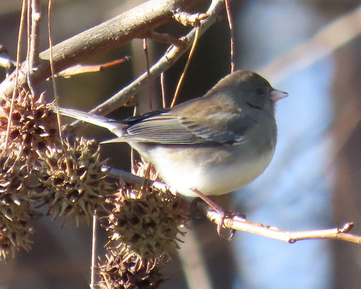 Dark-eyed Junco - ML646818426