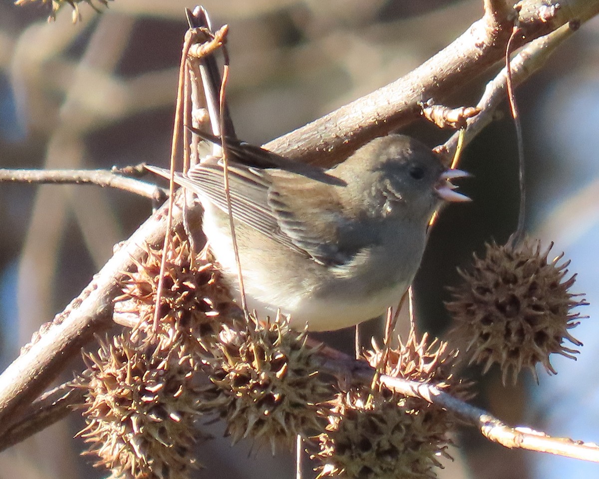 Dark-eyed Junco - ML646818427