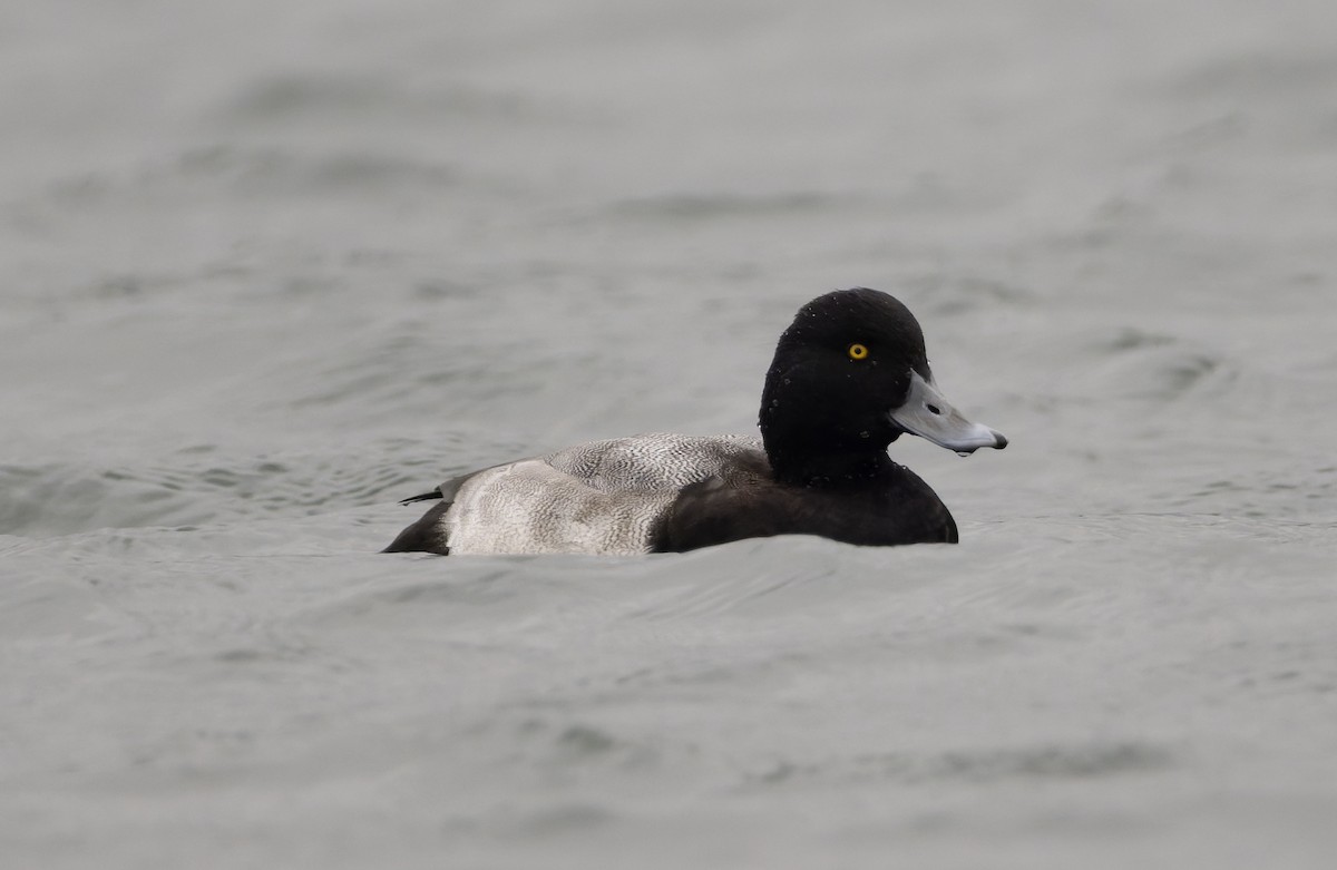 Lesser Scaup - ML646818433