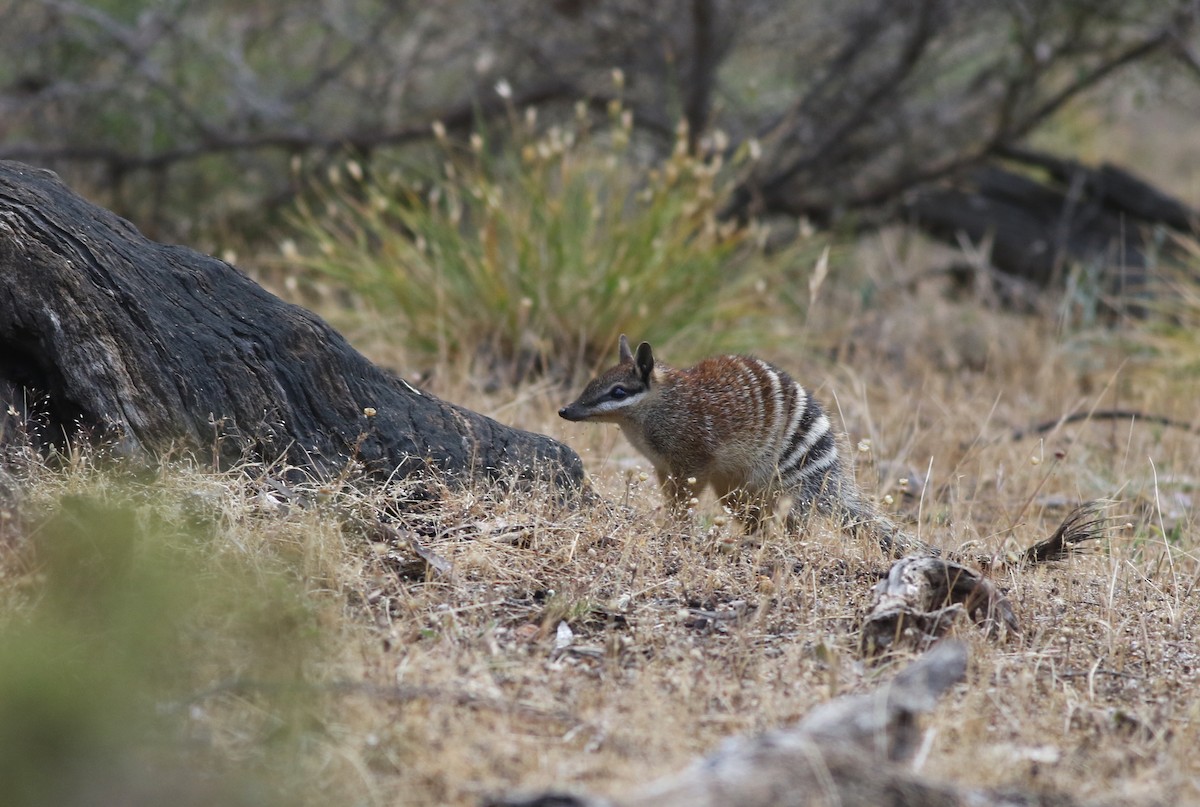 Numbat - ML646818438