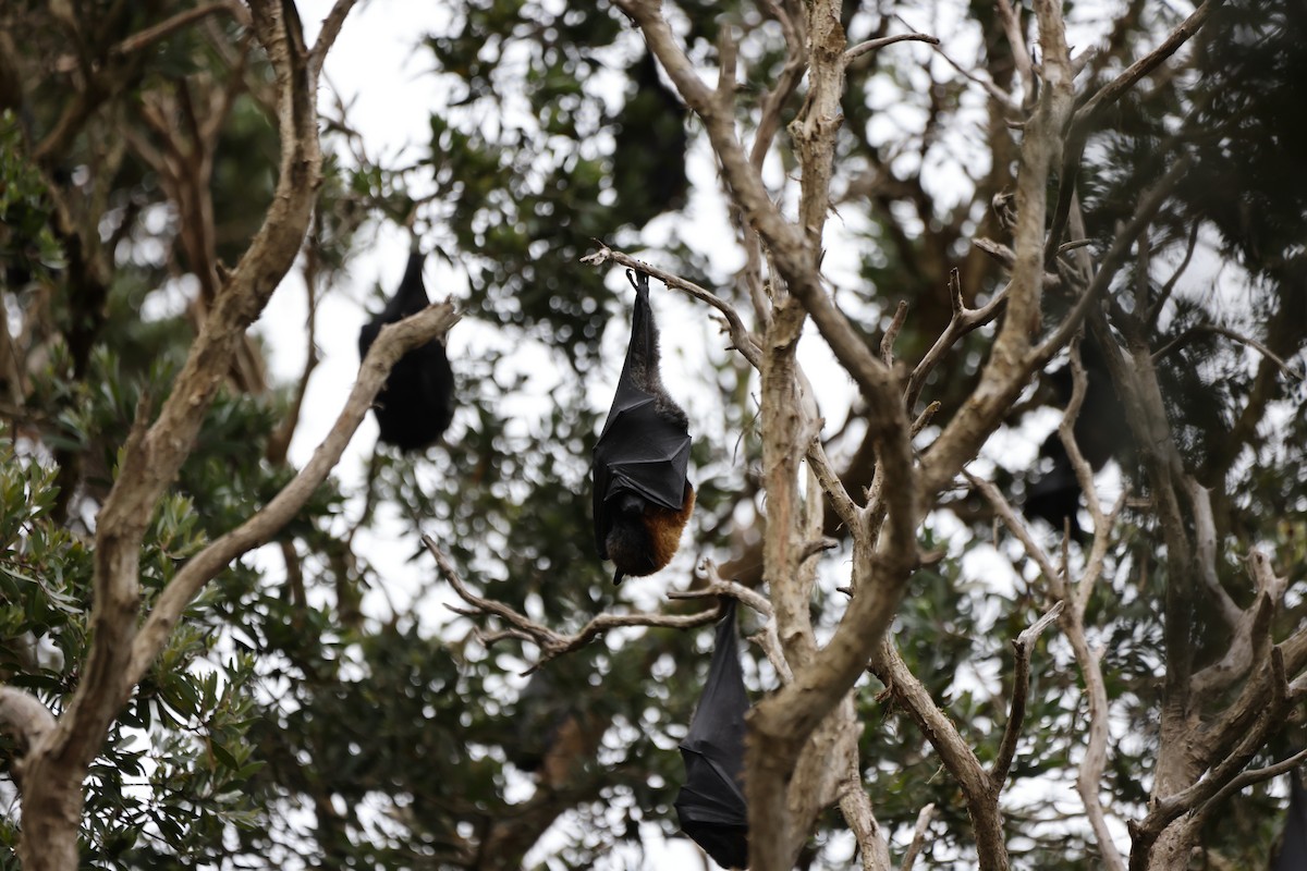 Сероголовая летучая лисица - ML646818442