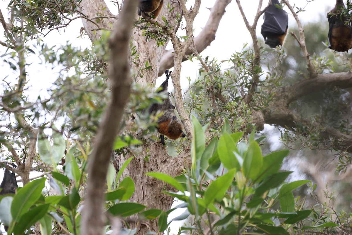 Сероголовая летучая лисица - ML646818443