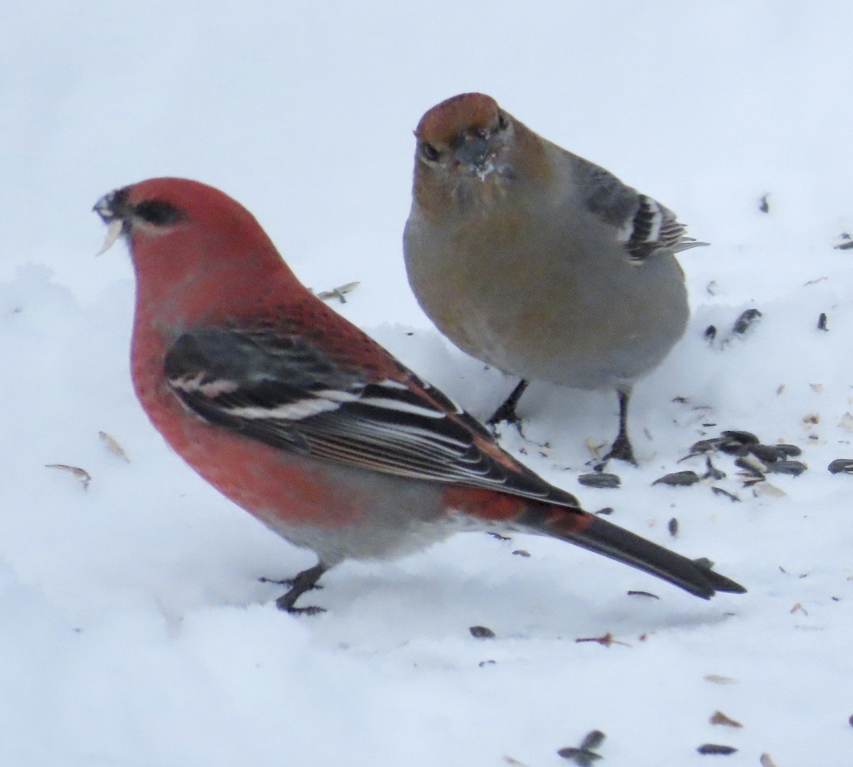 Camachuelo Picogrueso - ML646818445