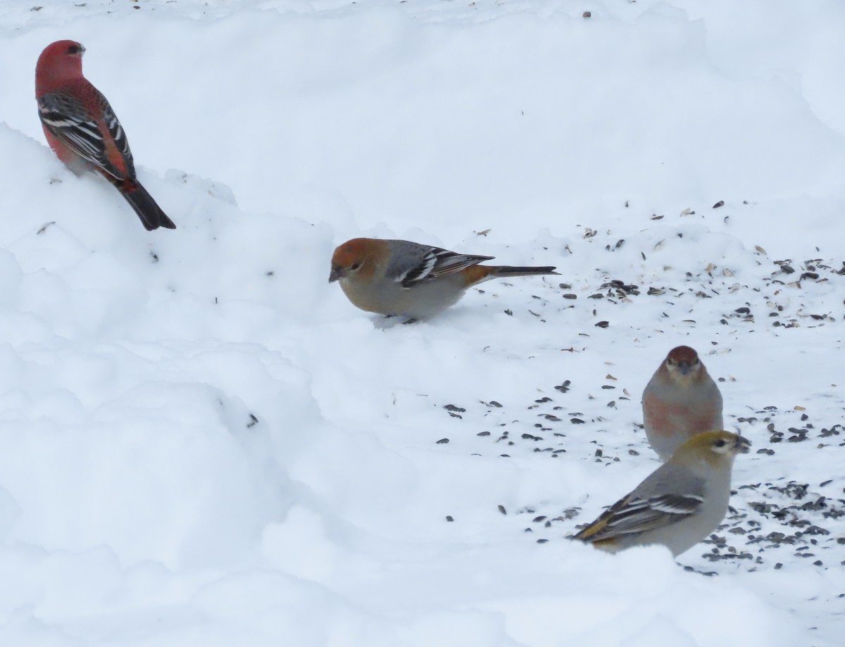 Camachuelo Picogrueso - ML646818446