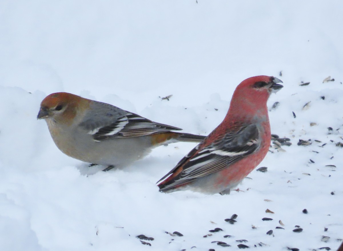 Camachuelo Picogrueso - ML646818447