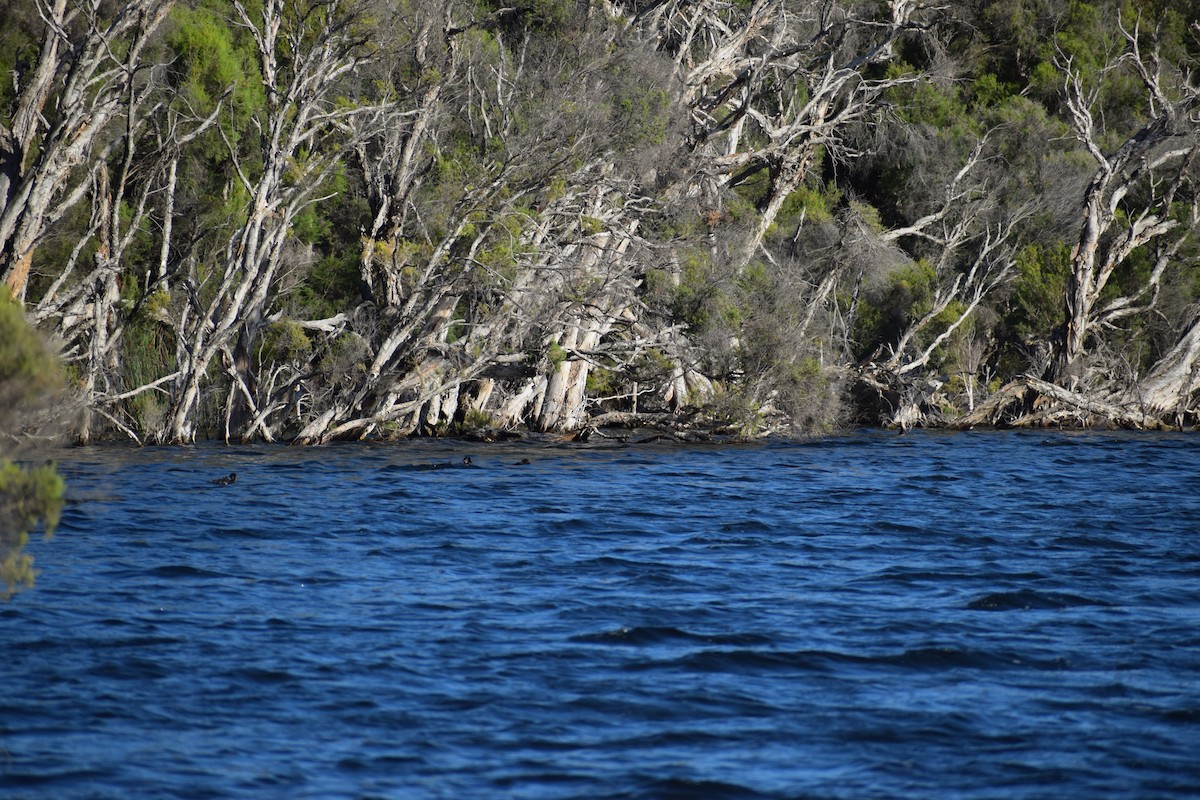 Musk Duck - ML646818448