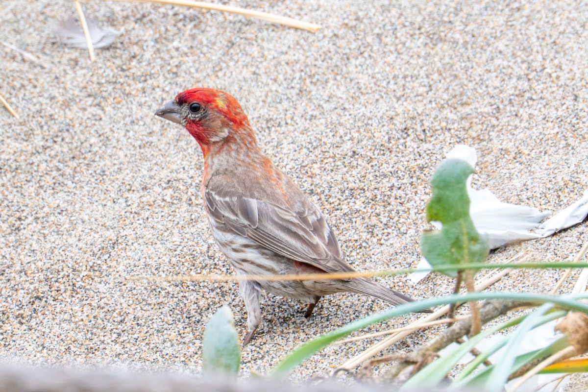 House Finch - ML646818449