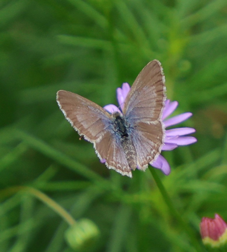 Lesser Grass Blue - ML646818450