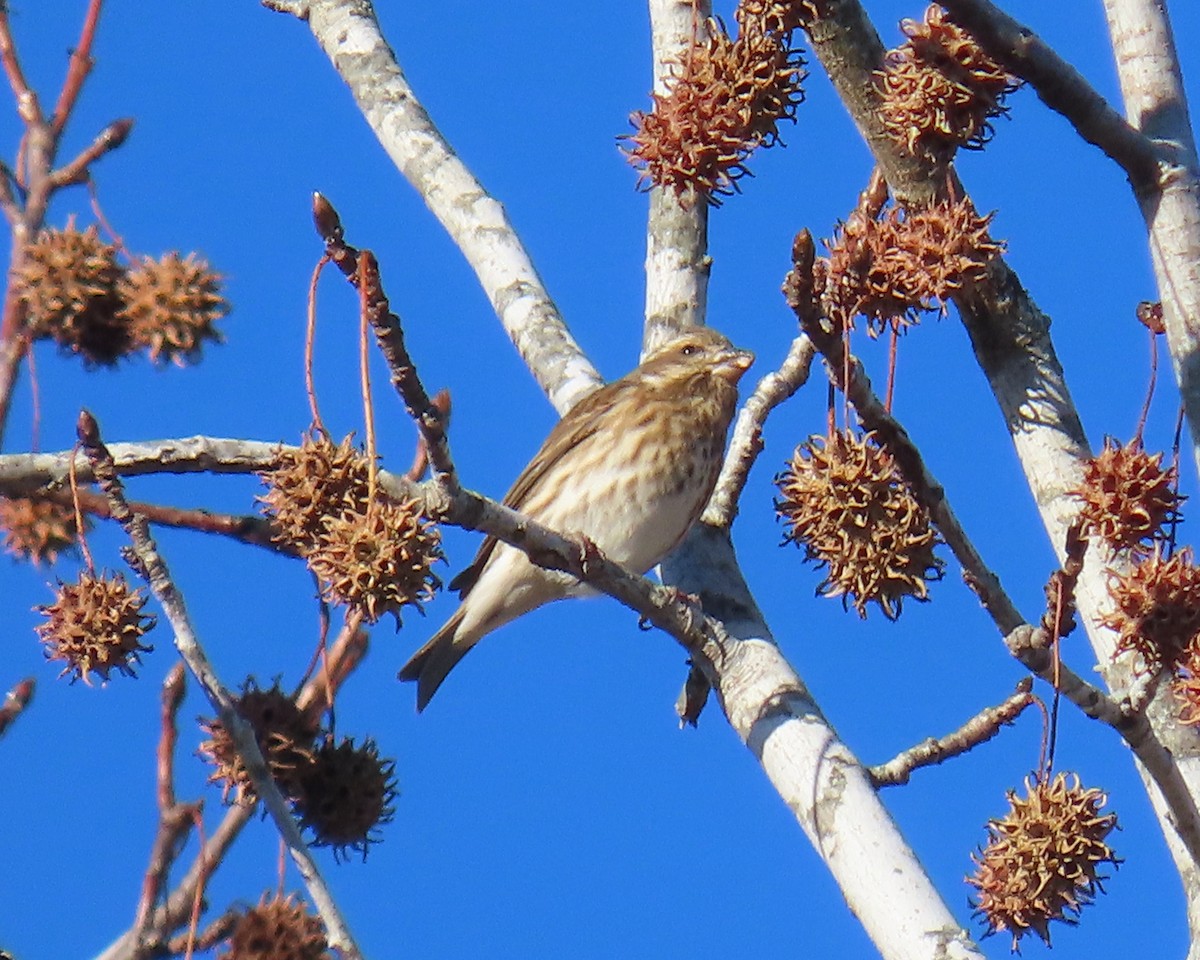 Purple Finch - ML646818452