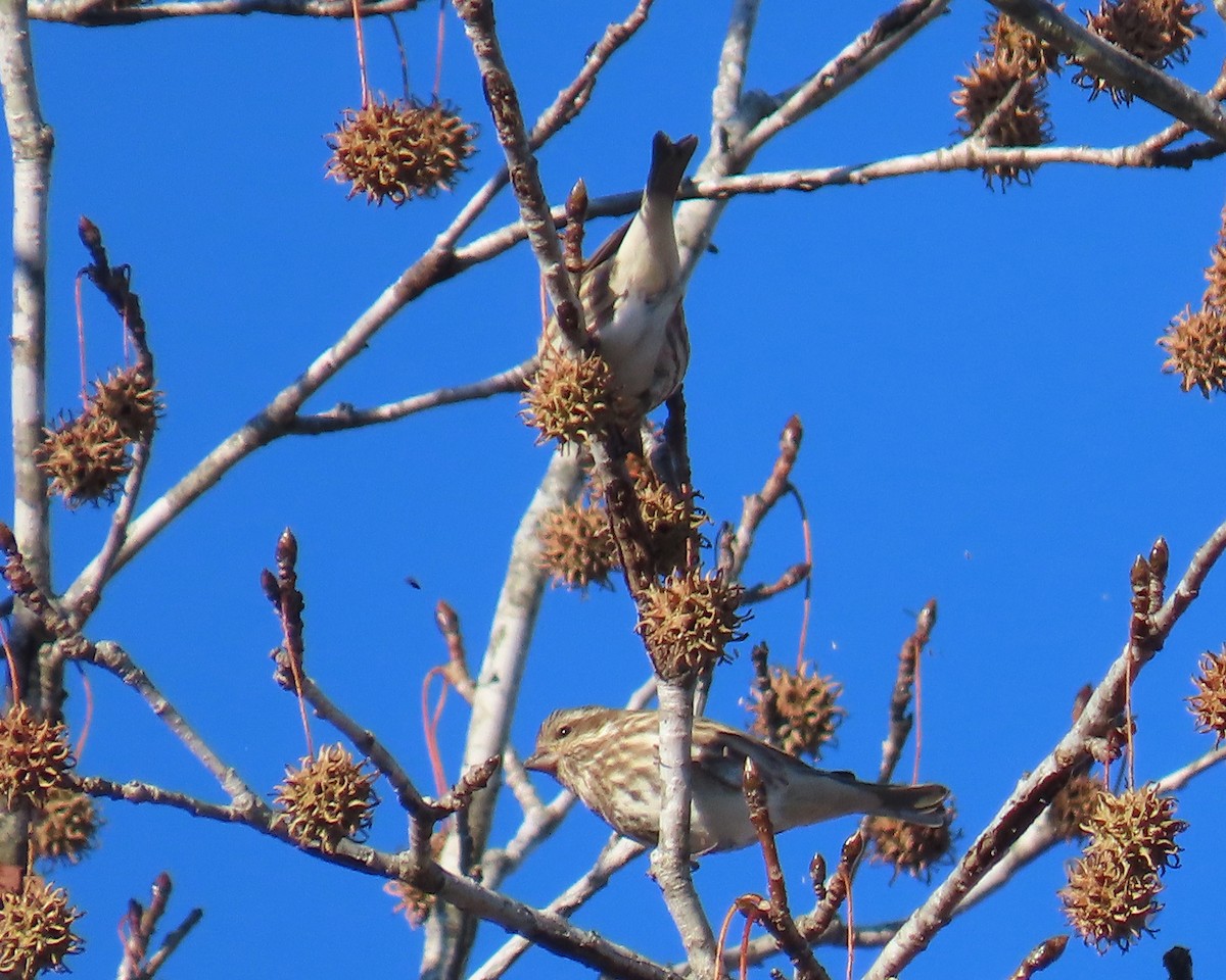Purple Finch - ML646818453