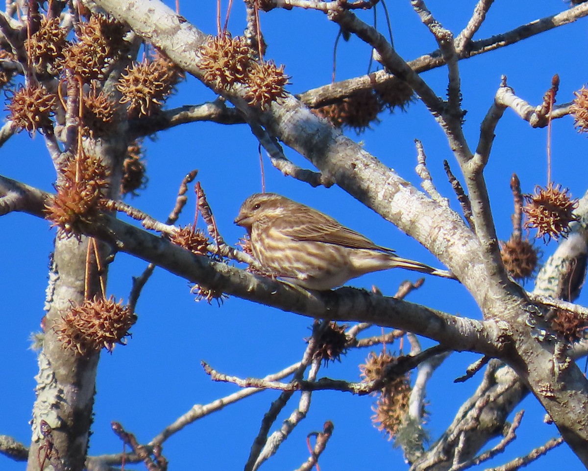 Purple Finch - ML646818454
