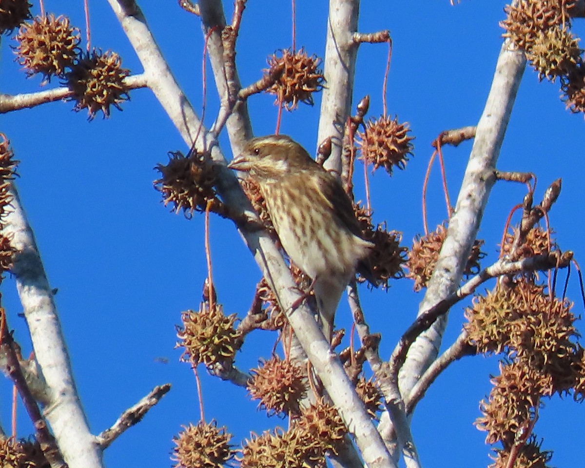 Purple Finch - ML646818456