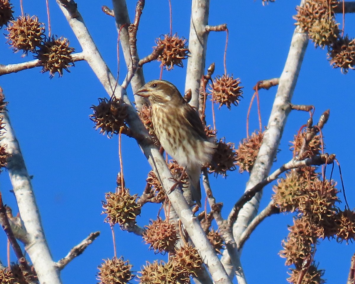 Purple Finch - ML646818457