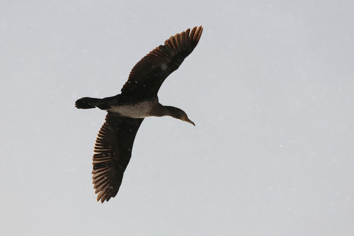 Тураг гогой - ML646818458