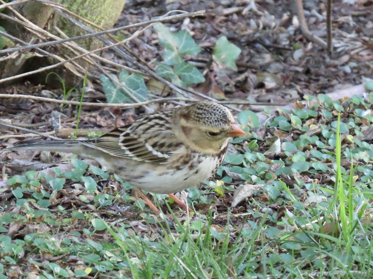 Harris's Sparrow - ML646818460