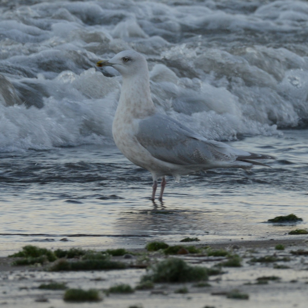 Kaio hegalzuria - ML646818461