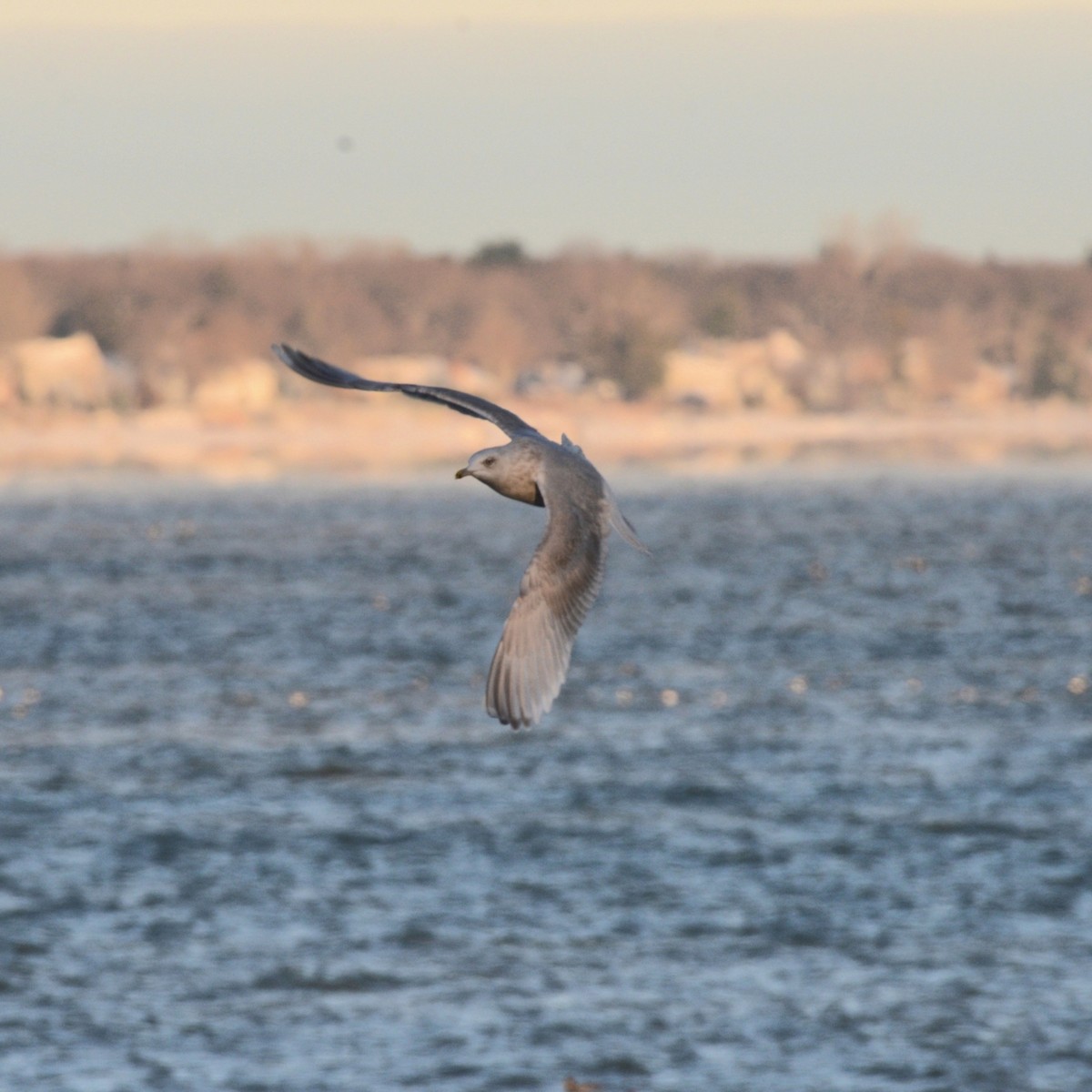 Kaio hegalzuria - ML646818462