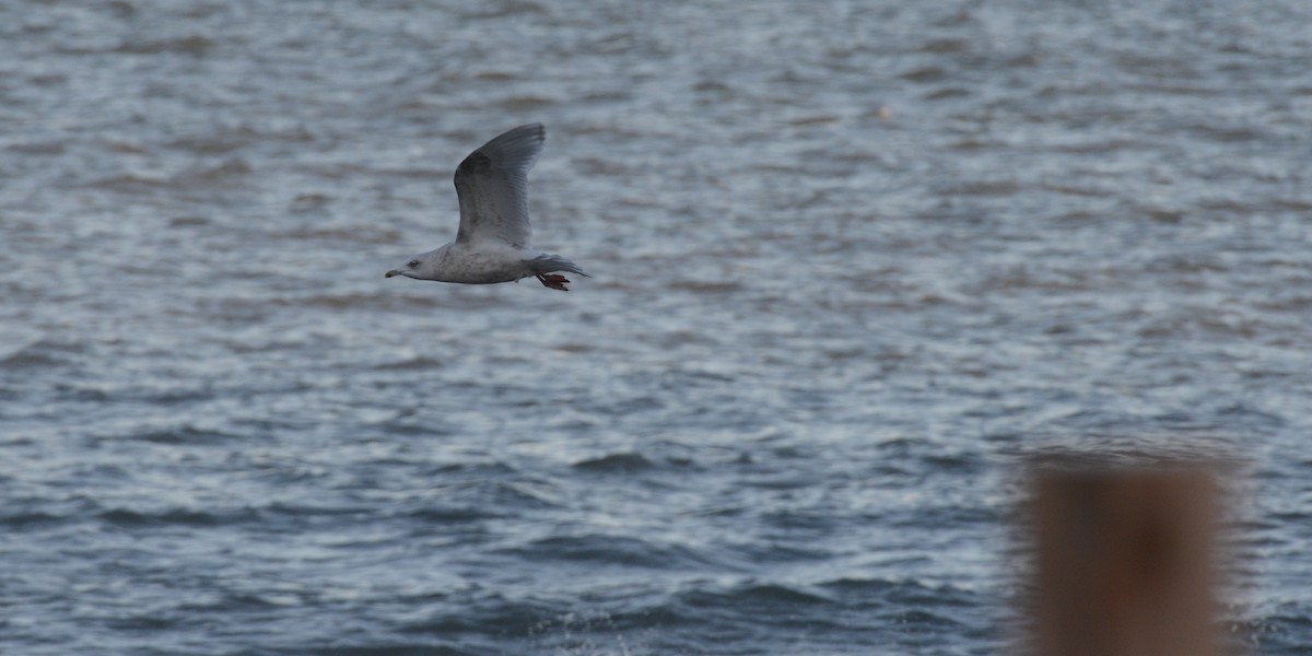 Iceland Gull - ML646818463