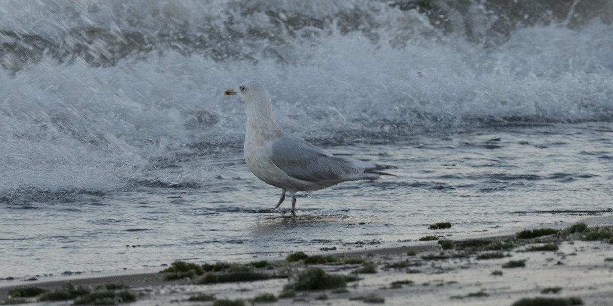 Iceland Gull - ML646818464