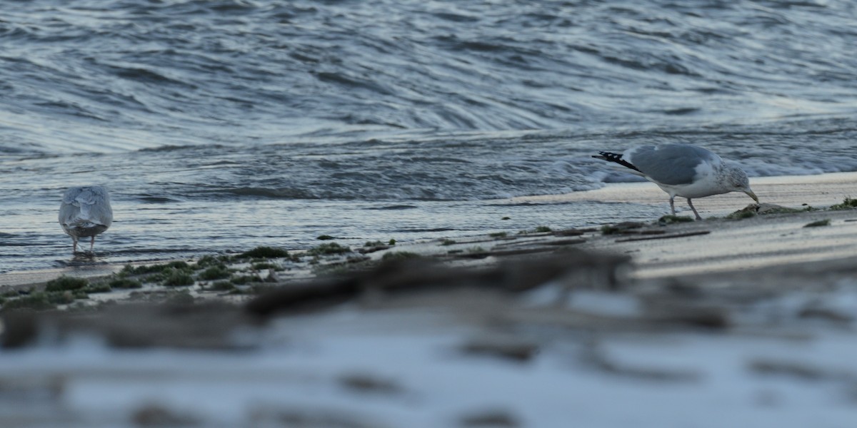 Iceland Gull - ML646818465