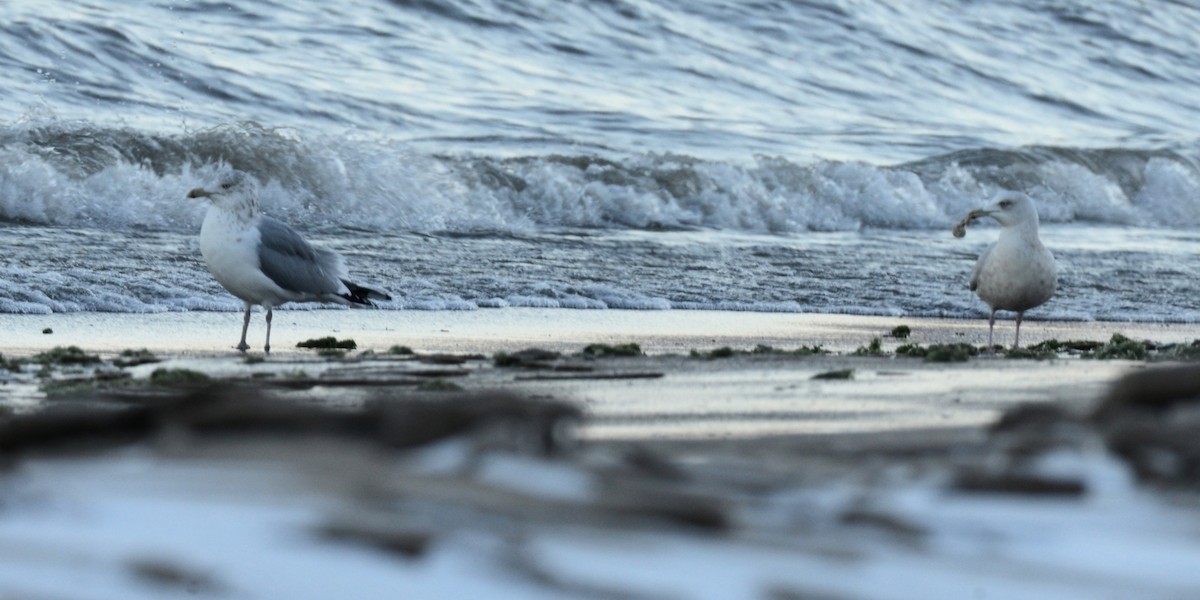 Iceland Gull - ML646818466