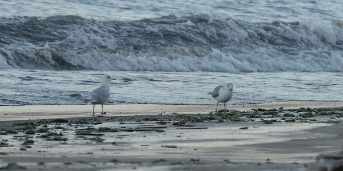 Iceland Gull - ML646818468