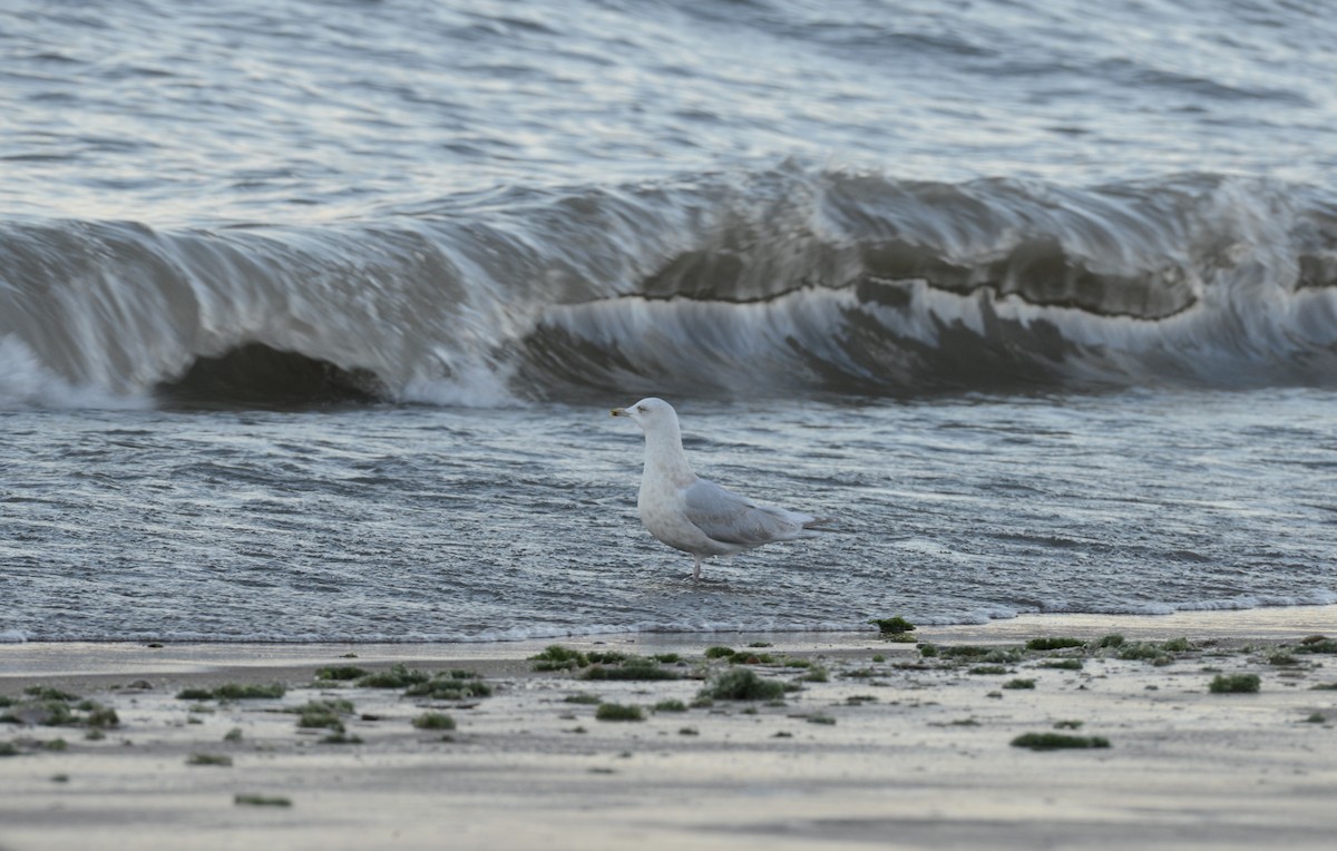 Iceland Gull - ML646818469