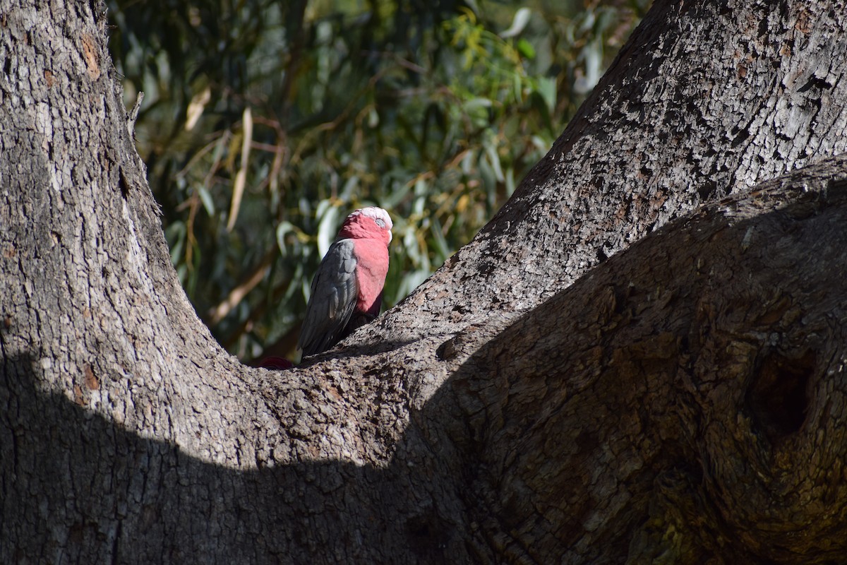 Galah - ML646818470