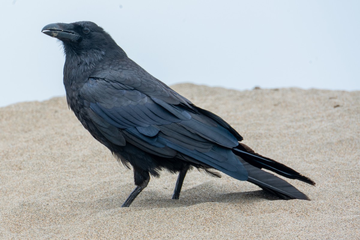 Corvo imperiale - ML646818472