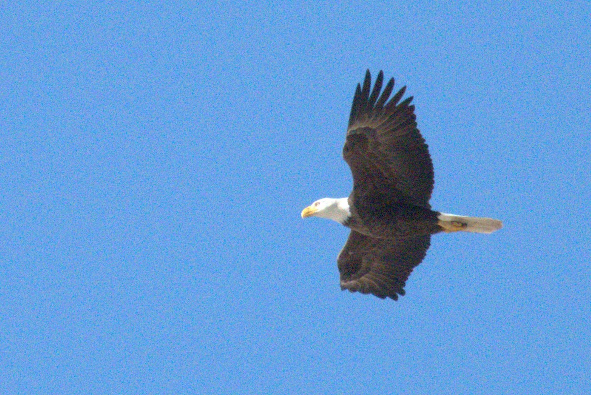 Bald Eagle - ML646818473