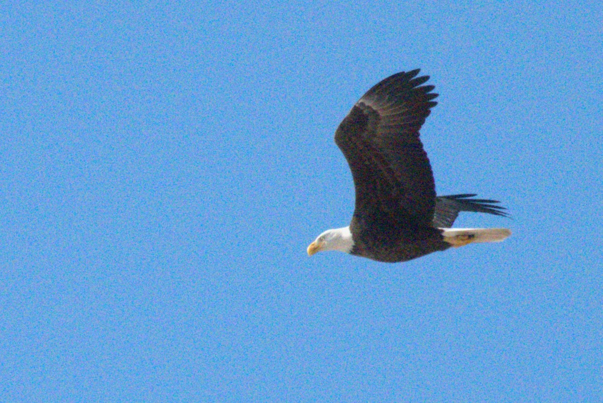 Bald Eagle - ML646818474