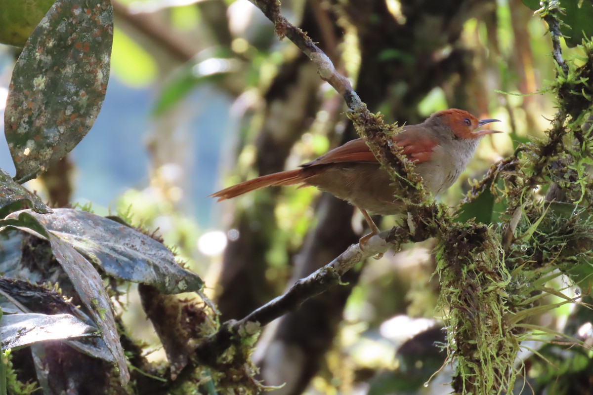 Red-faced Spinetail - ML646818475