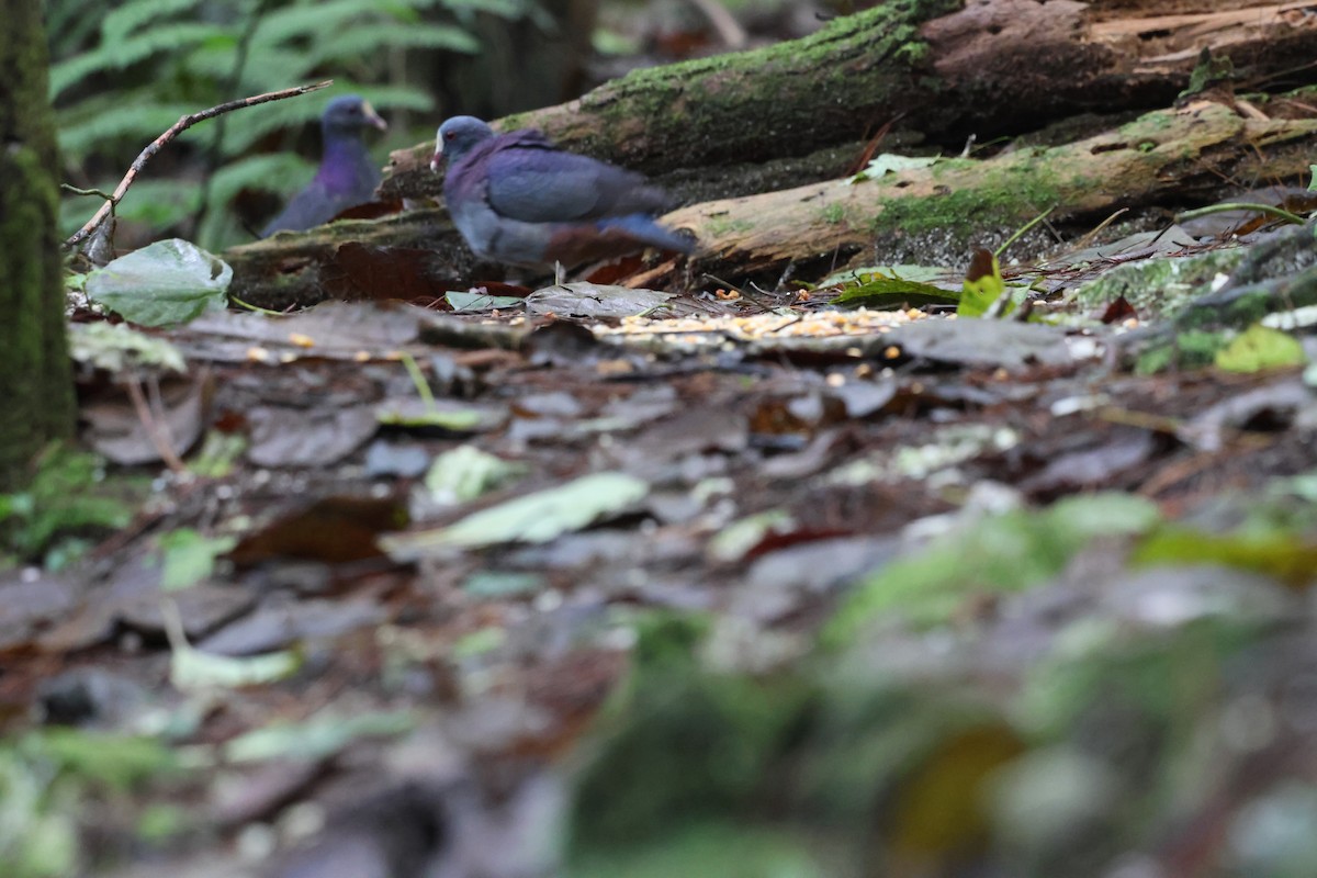White-fronted Quail-Dove - ML646818476