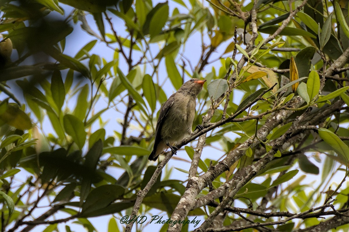 Mistletoebird - ML646818477