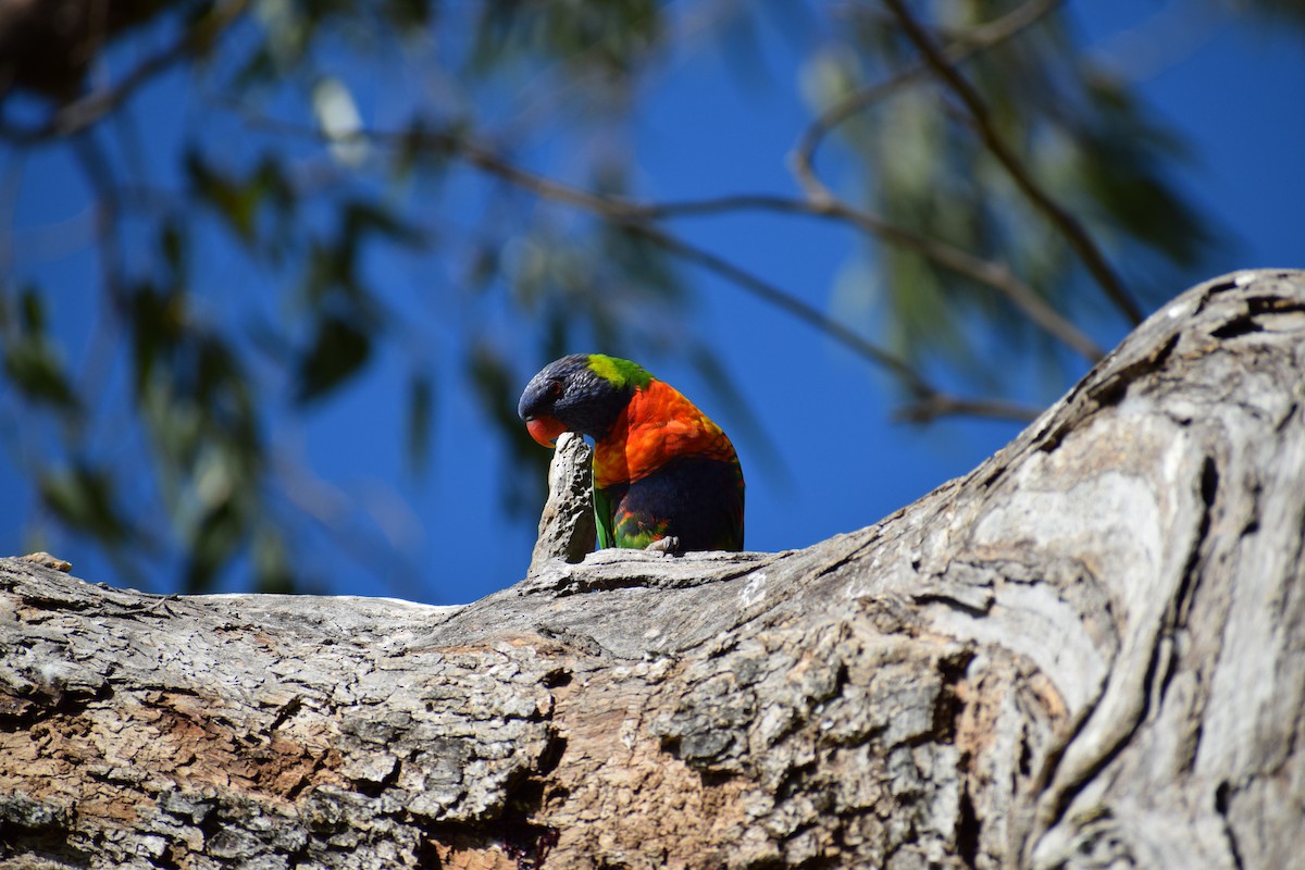 Rainbow Lorikeet - ML646818478