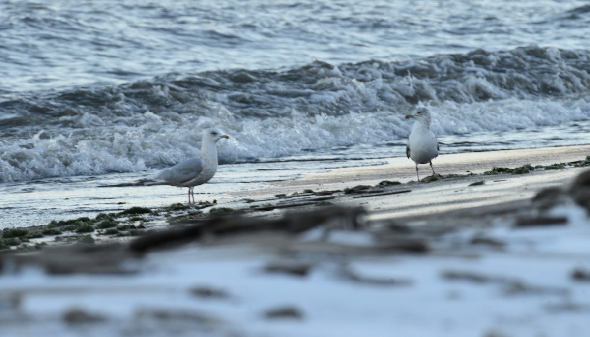 American Herring Gull - ML646818480